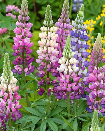 Lupin Russell Hybrids Mixed zaden (Lupinus polyphyllus) – meerjarige bloem