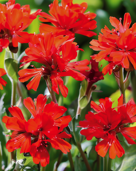 Lychniszaden Lychnis Chalcedonica vaste bloem scharlaken bloei