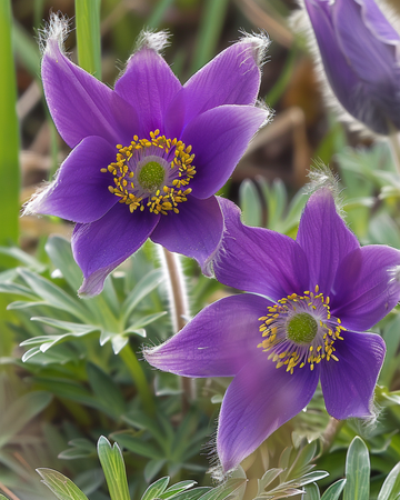 Pulsatilla zaden (Pulsatilla vulgaris) – meerjarige bloem