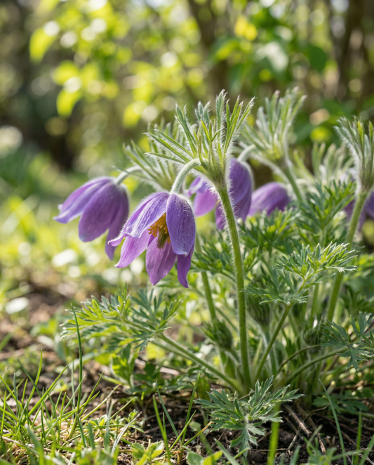 Pulsatilla (Pulsatilla vulgaris) – meerjarige bloemenzaden van SeedsChoice