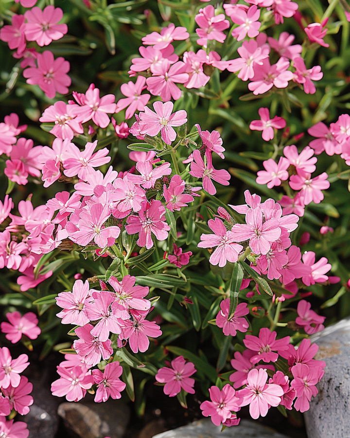 Zeepkruid zaden (Saponaria ocymoides) – meerjarig