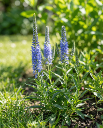 Speedwell Blue ereprijs (Veronica spicata) – meerjarige bloemenzaden van SeedsChoice