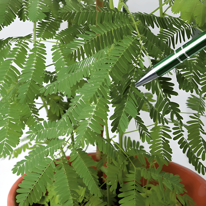 Kruidje-roer-me-niet zaden (Mimosa pudica) – meerjarige bloem