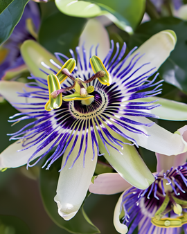 Passiflora Caerulea zaden passiebloem vaste plant Passiflora Caerulea