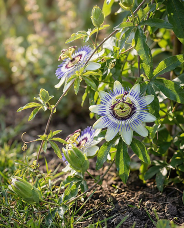 Passiebloem (Passiflora caerulea) – meerjarige bloemenzaden van SeedsChoice
