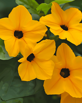 Zwartoogsuzannezaden Thunbergia Alata meerjarige klimplant