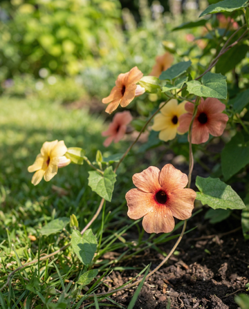 Black Eyed Susan African Sunset (Thunbergia alata) – meerjarige mix zaden van SeedsChoice