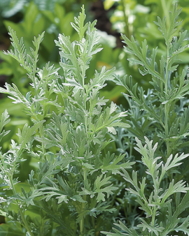 Alsem zaden Artemisia Absinthium vaste plant kruid