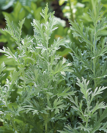 Artemisia Absinthium zaden Artemisia Absinthium meerjarig kruid zaden (Artemisia absinthium) – meerjarig kruid