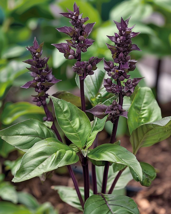 Kaneelbasilicum zaden (Ocimum basilicum) – eenjarig kruid