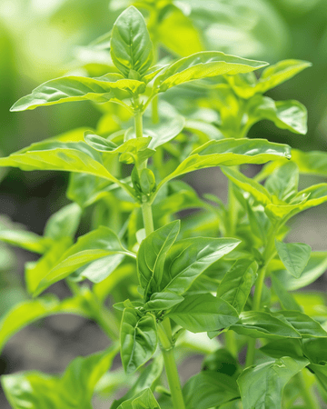 Zoete Basilicum Small Leaved zaden (Ocimum basilicum) – eenjarig kruid