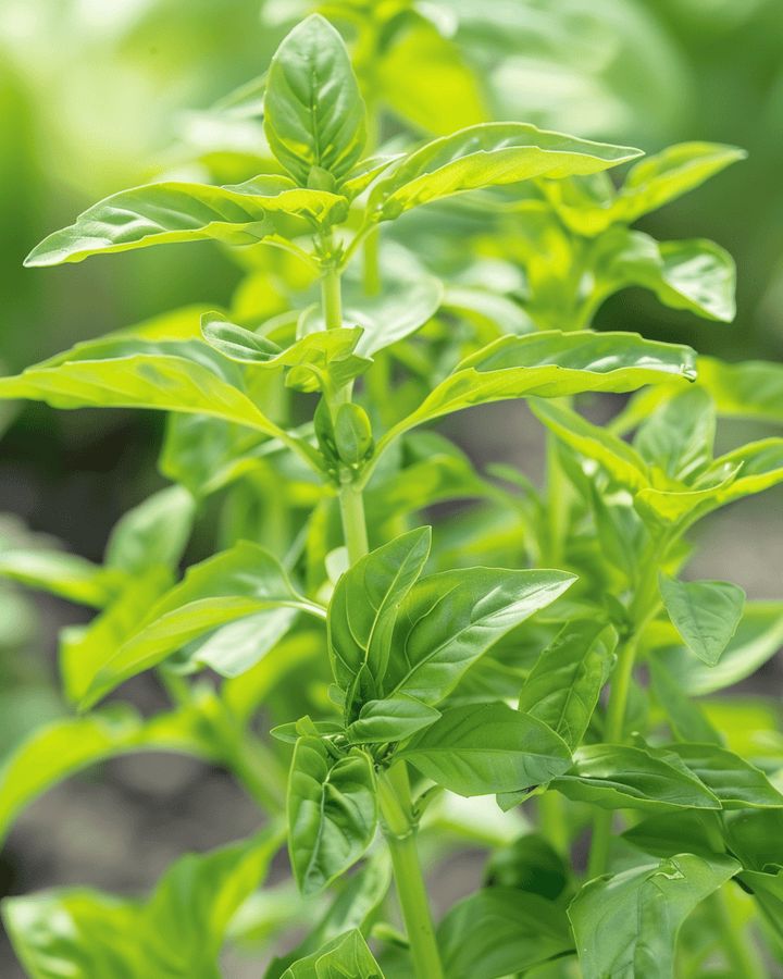 Zoete Basilicum Small Leaved zaden (Ocimum basilicum) – eenjarig kruid