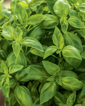 Pot Basil Bascuro Dark Green zaden (Ocimum basilicum) – eenjarig kruid