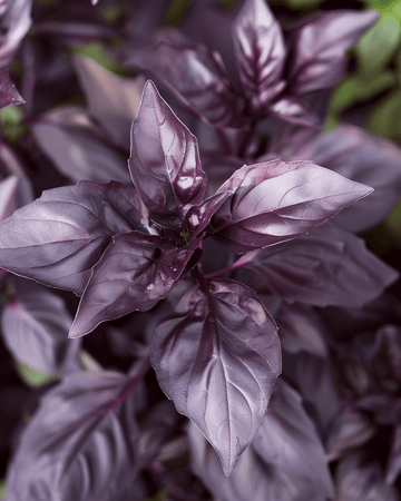 Sweet Basil Dark Opal zaden (Ocimum basilicum) – eenjarig kruid