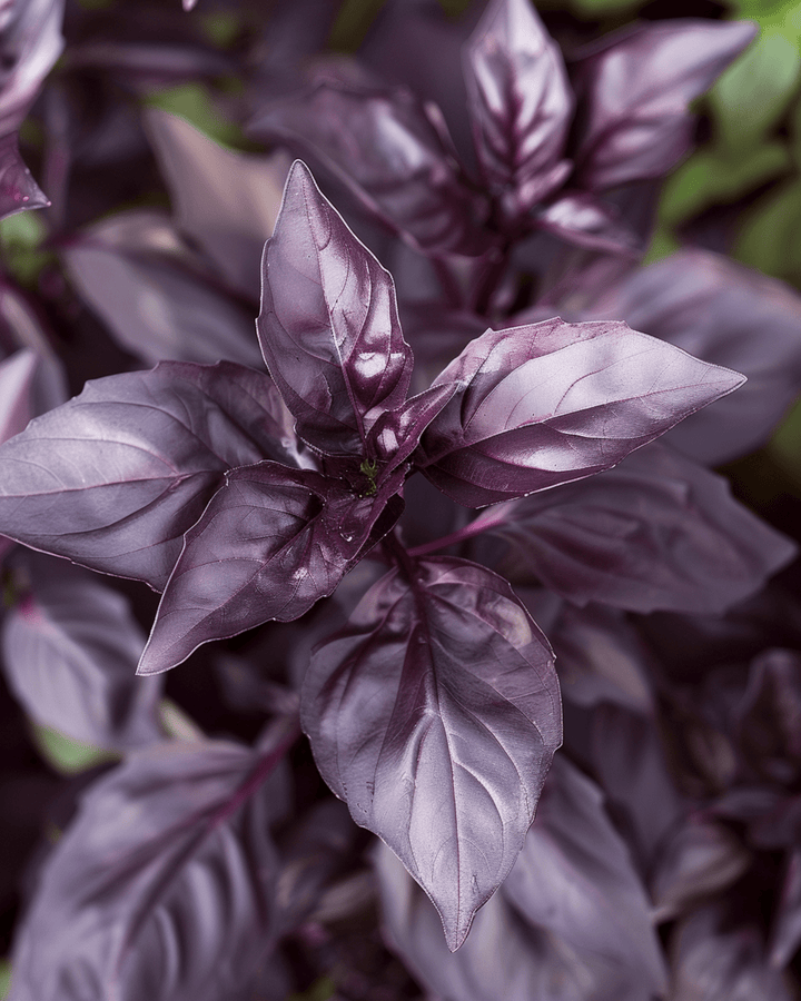 Sweet Basil Dark Opal zaden (Ocimum basilicum) – eenjarig kruid