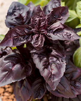 Zoete basilicum Red Lizzy zaden Ocimum Basilicum eenjarig kruid