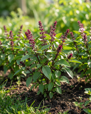 Sweet Basil Siam Queen (Ocimum basilicum) – eenjarige kruidenzaden van SeedsChoice