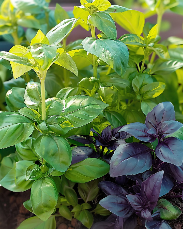 Sweet Basil Mixed Mix zaden (Ocimum basilicum) – eenjarig kruid