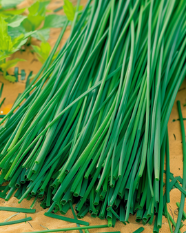 Bieslook Prager zaden Allium Schoenoprasum vaste plant kruid