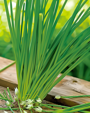 Knoflookbieslook White zaden (Allium tuberosum) – meerjarig kruid