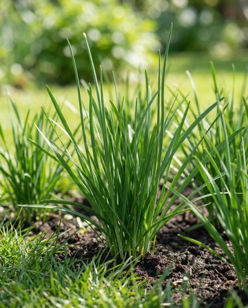 Knoflookbieslook White (Allium tuberosum) – meerjarige kruidenzaden van SeedsChoice