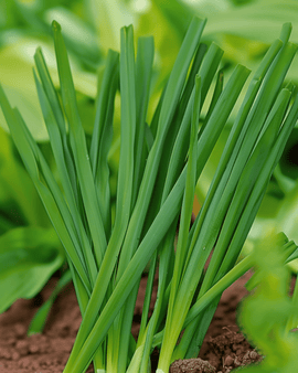 Bosui zaden Allium Fistulosum vaste plant winterhard