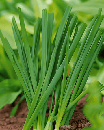 Stengelui Winterhecke zaden (Allium fistulosum) – meerjarige groente