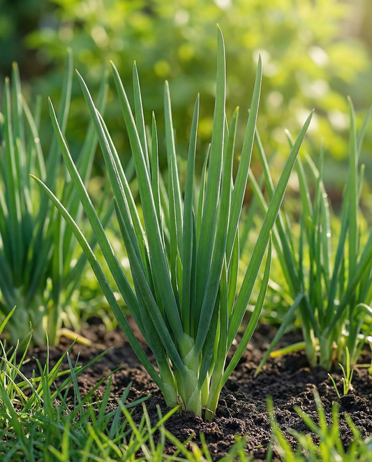 Stengelui Winterhecke (Allium fistulosum) – meerjarige groentezaden van SeedsChoice