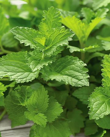 Citroenmelisse Herbal Tea zaden (Melissa officinalis) – meerjarig kruid