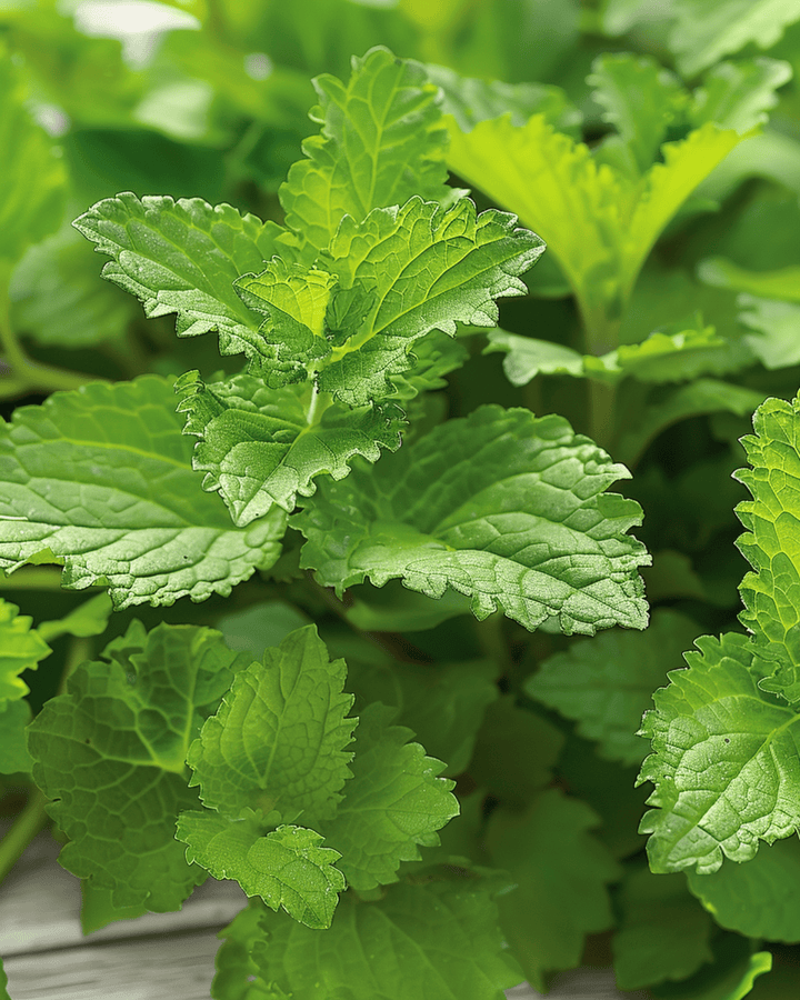 Citroenmelisse Herbal Tea zaden (Melissa officinalis) – meerjarig kruid