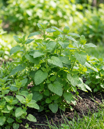 Citroenmelisse Herbal Tea (Melissa officinalis) – meerjarige kruidenzaden van SeedsChoice