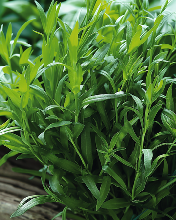 Russische dragon zaden (Artemisia dracunculus) – meerjarig kruid