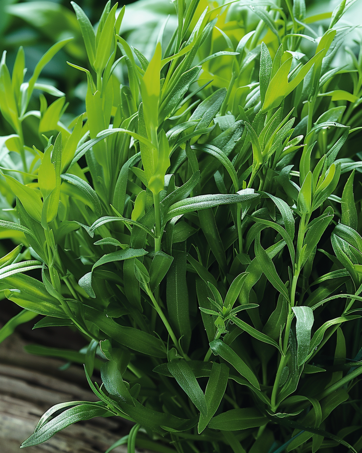 Russische dragon zaden (Artemisia dracunculus) – meerjarig kruid