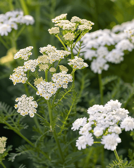Duizendblad zaden Achillea Millefolium vaste plant kruid