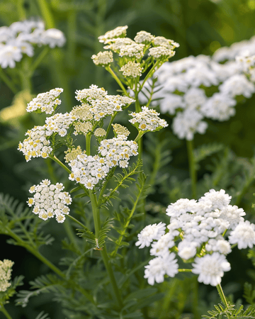Duizendblad zaden (Achillea millefolium) – meerjarig kruid