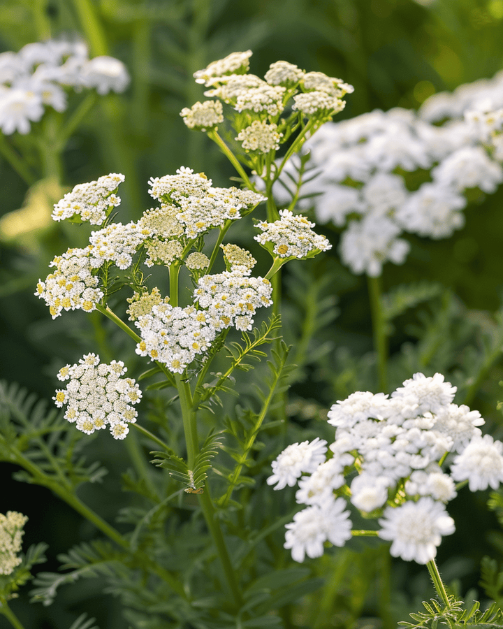 Duizendblad zaden (Achillea millefolium) – meerjarig kruid