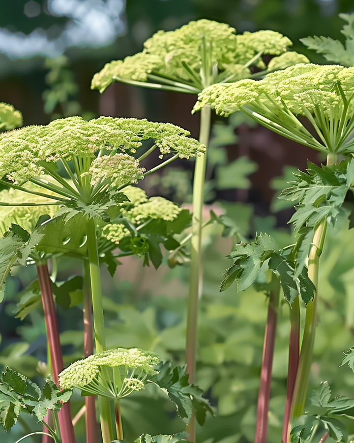 Angelica Seeds Angelica Archangelica Perennial Herb zaden (Angelica archangelica) – meerjarig kruid