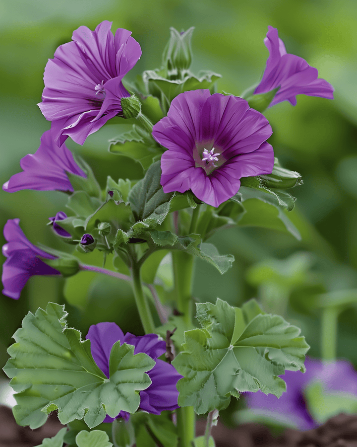 Kaasjeskruidzaden (Malva sylvestris) – meerjarig kruid