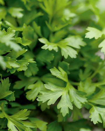 Kervelzaden Culinair (Anthriscus cerefolium) – eenjarig kruid