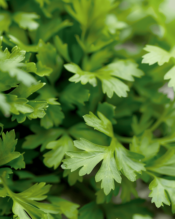 Kervelzaden Culinair (Anthriscus cerefolium) – eenjarig kruid