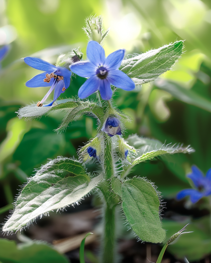 Bernagie Eetbaar zaden (Borago officinalis) – eenjarig kruid