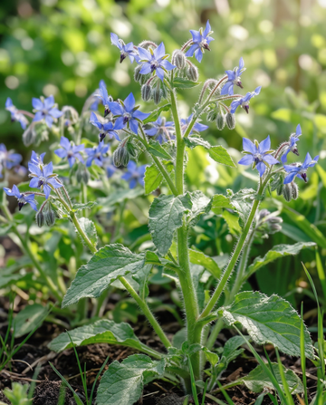 Bernagie Eetbaar (Borago officinalis) – eenjarige kruidenzaden van SeedsChoice