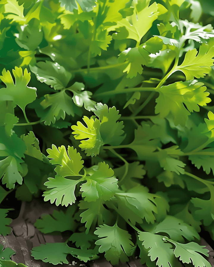 Koriander Slow Bolting Fine Leaf zaden (Coriandrum sativum) – eenjarig kruid