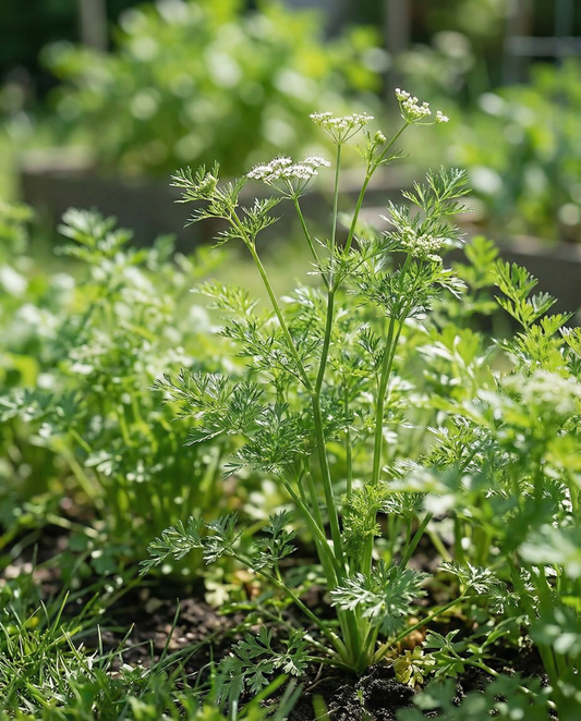 Koriander Slow Bolting Fine Leaf (Coriandrum sativum) – eenjarige kruidenzaden van SeedsChoice