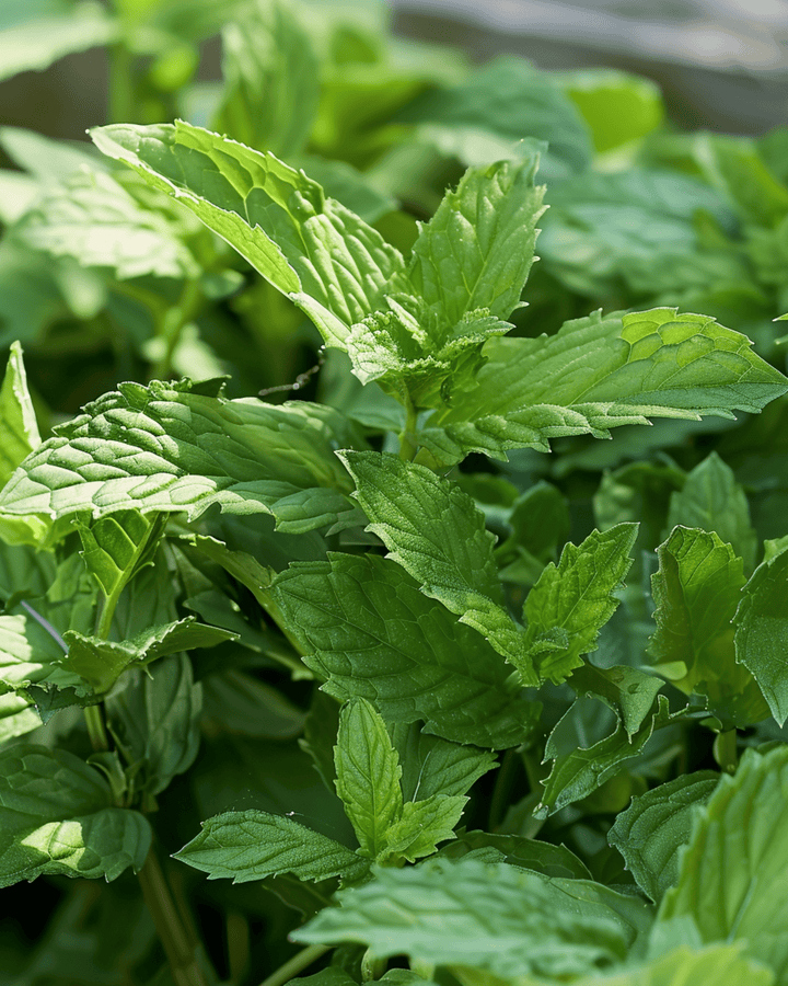 Spearmint Garden Mint zaden (Mentha spicata) – meerjarig kruid