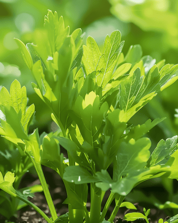 Lavas Soup zaden (Levisticum officinale) – meerjarig kruid