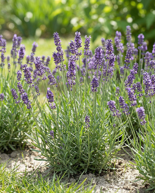 Engelse lavendel (Lavandula angustifolia) – meerjarige kruidenzaden van SeedsChoice