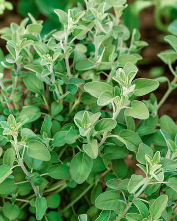 Marjoleinzaden (Majorana hortensis) – eenjarig kruid