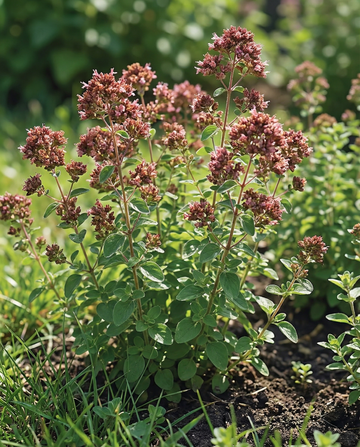Oregano Rose Flowering (Origanum vulgare) – meerjarige kruidenzaden van SeedsChoice