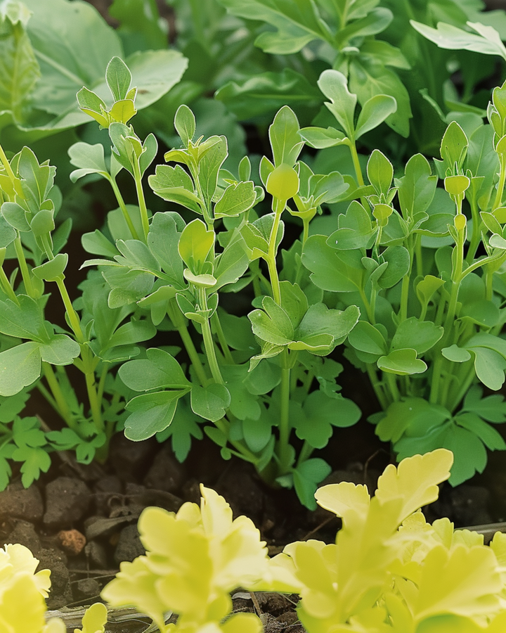 Witte mosterd zaden (Sinapis alba) – eenjarig kruid